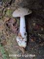 Amanita argentea-amf202